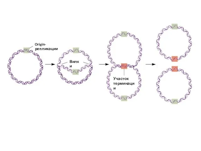 Origin-репликации Вилки Участок терминации