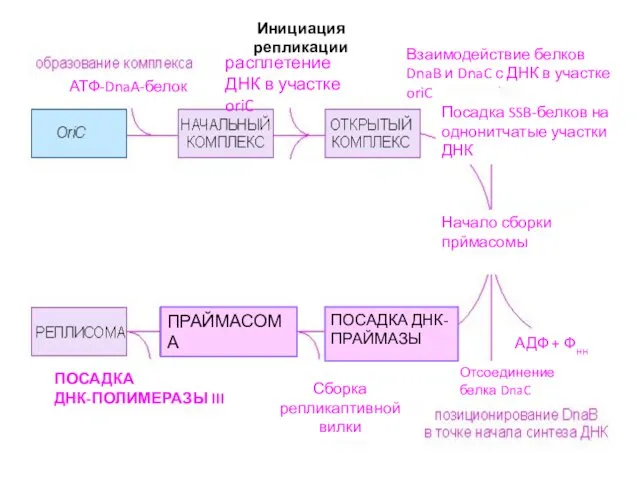 АТФ-DnaA-белок расплетение ДНК в участке oriC Взаимодействие белков DnaB и DnaC