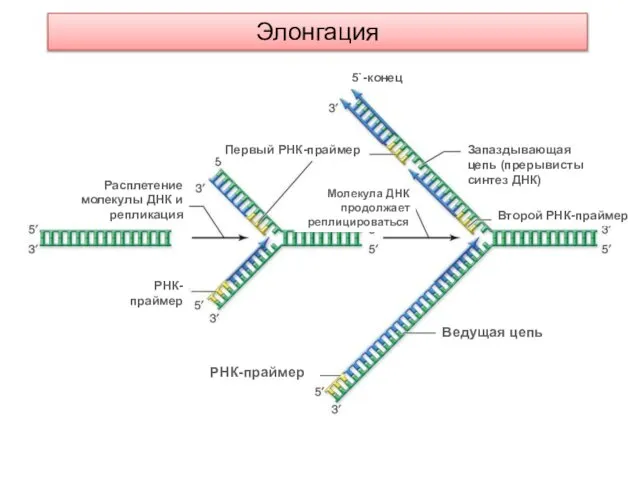 5`-конец Ведущая цепь РНК-праймер Расплетение молекулы ДНК и репликация Молекула ДНК