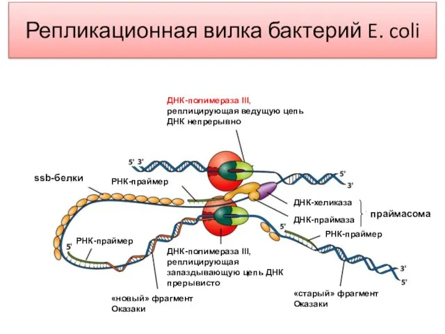 Репликационная вилка бактерий E. coli ДНК-полимераза III, реплицирующая ведущую цепь ДНК