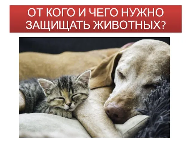 ОТ КОГО И ЧЕГО НУЖНО ЗАЩИЩАТЬ ЖИВОТНЫХ?