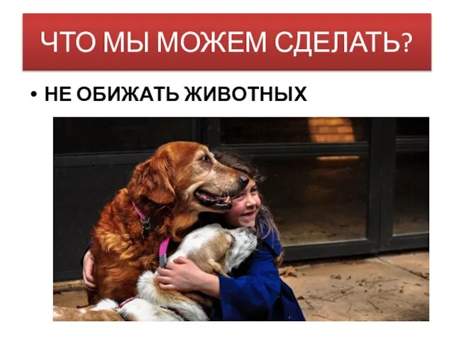 НЕ ОБИЖАТЬ ЖИВОТНЫХ ЧТО МЫ МОЖЕМ СДЕЛАТЬ?