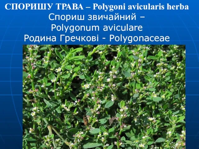 СПОРИШУ ТРАВА – Polygoni avicularis herba Спориш звичайний – Polygonum aviculare Родина Гречкові - Polygonaceae