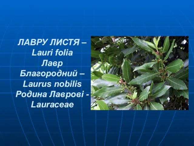 ЛАВРУ ЛИСТЯ – Lauri folia Лавр Благородний – Laurus nobilis Родина Лаврові - Lauraceae