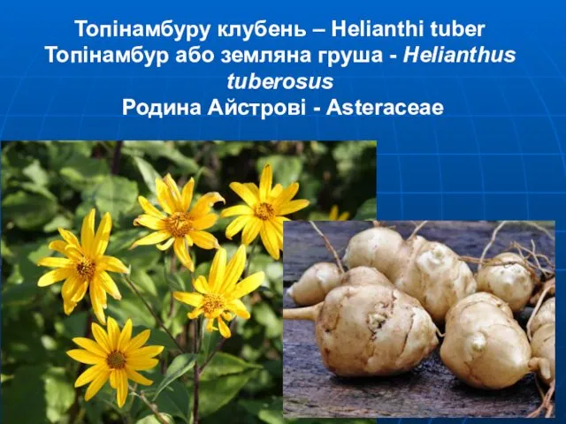 Топінамбуру клубень – Helianthi tuber Топінамбур або земляна груша - Helianthus tuberosus Родина Айстрові - Asteraceae