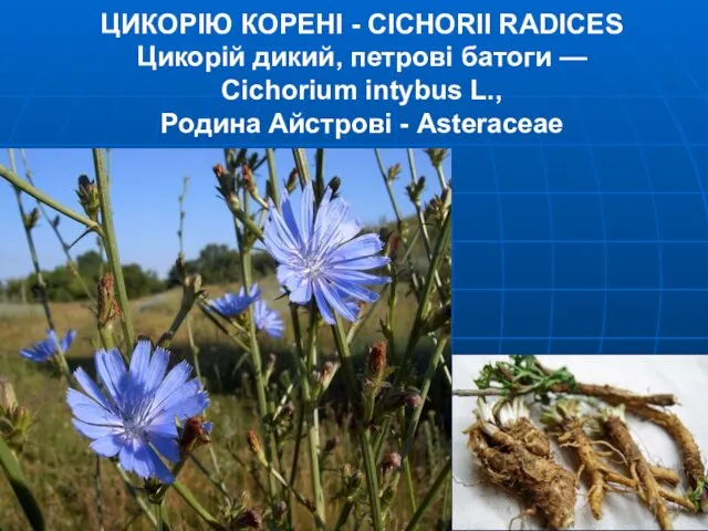 ЦИКОРIЮ КОРЕНI - CICHORII RADICES Цикорій дикий, петрові батоги — Cichorium