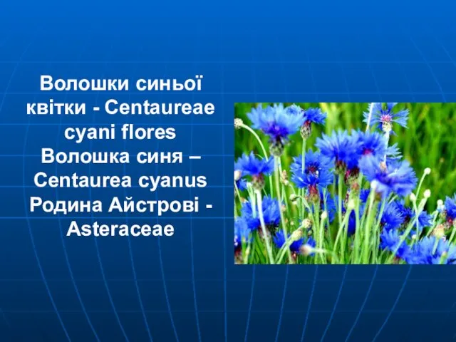 Волошки синьої квітки - Centaureae cyani flores Волошка синя – Centaurea cyanus Родина Айстрові - Asteraceae