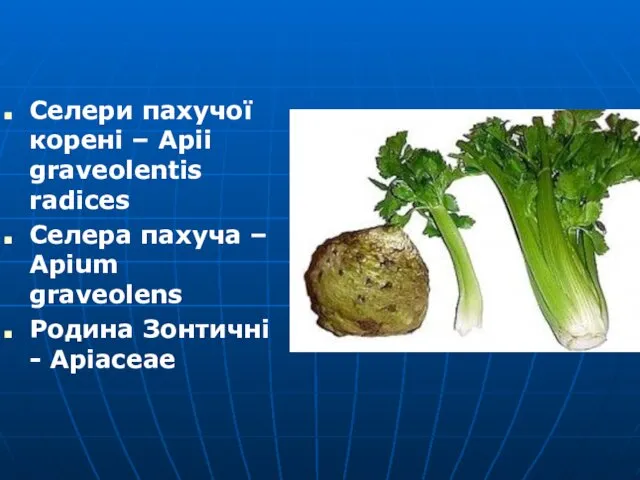 Селери пахучої корені – Apii graveolentis radices Селера пахуча – Apium graveolens Родина Зонтичні - Apiaceae