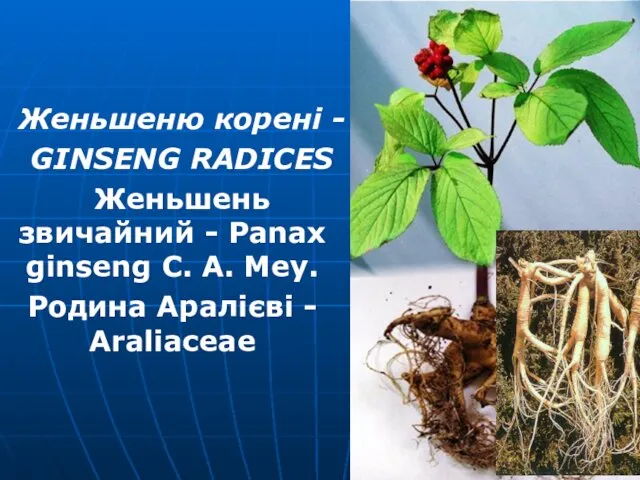 Женьшеню корені - GINSENG RADICES Женьшень звичайний - Panax ginseng C.