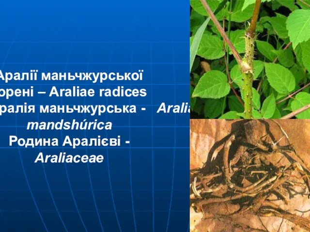 Аралії маньчжурської корені – Araliae radices Аралія маньчжурська - Aralia mandshúrica Родина Аралієві - Araliaceae