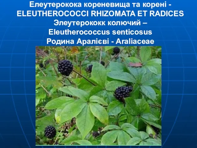 Елеутерокока кореневища та корені - ELEUTHEROCOCCI RHIZOMATA ЕТ RADICES Элеутерококк колючий