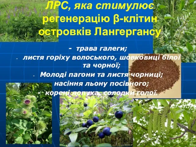 ЛРС, яка стимулює регенерацію β-клітин островків Лангергансу - трава галеги; листя