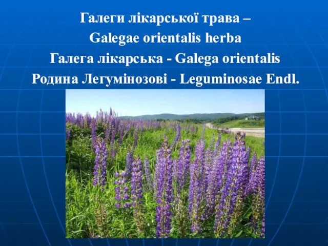 Галеги лікарської трава – Galegaе orientalis herba Галега лікарська - Galega