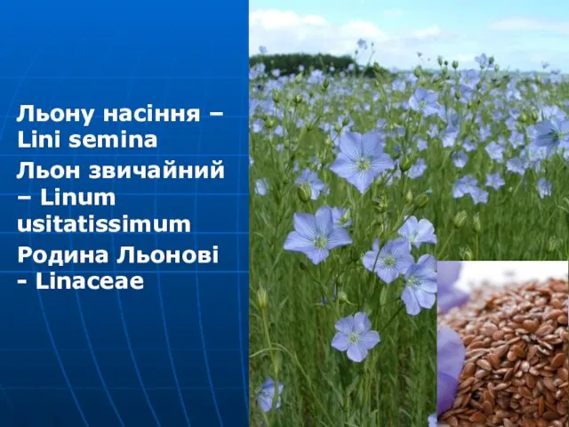 Льону насіння – Lini semina Льон звичайний – Linum usitatissimum Родина Льонові - Linaceae