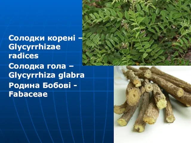 Солодки корені – Glycyrrhizae radices Солодка гола – Glycyrrhiza glabra Родина Бобові - Fabaceae