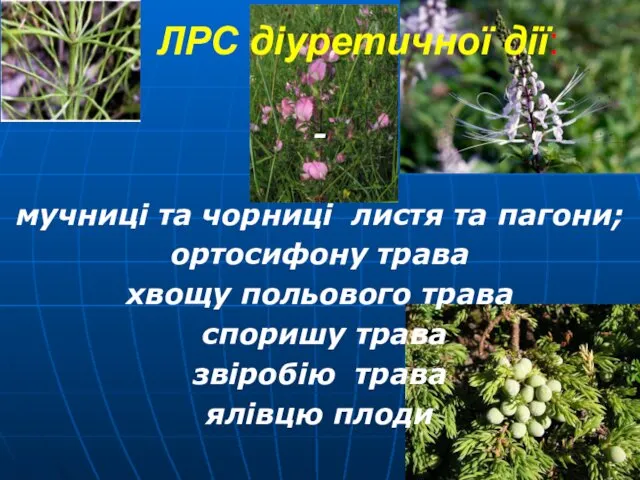 ЛРС діуретичної дії: - мучниці та чорниці листя та пагони; ортосифону