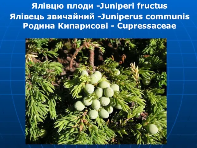 Ялівцю плоди -Juniperi fructus Ялівець звичайний -Juniperus communis Родина Кипарисові - Cupressaceae