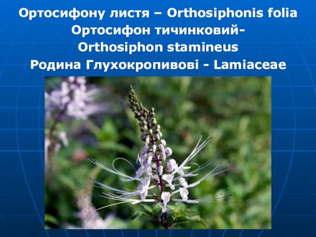 Ортосифону листя – Orthosiphonis folia Ортосифон тичинковий- Orthosiphon stamineus Родина Глухокропивові - Lamiaceae