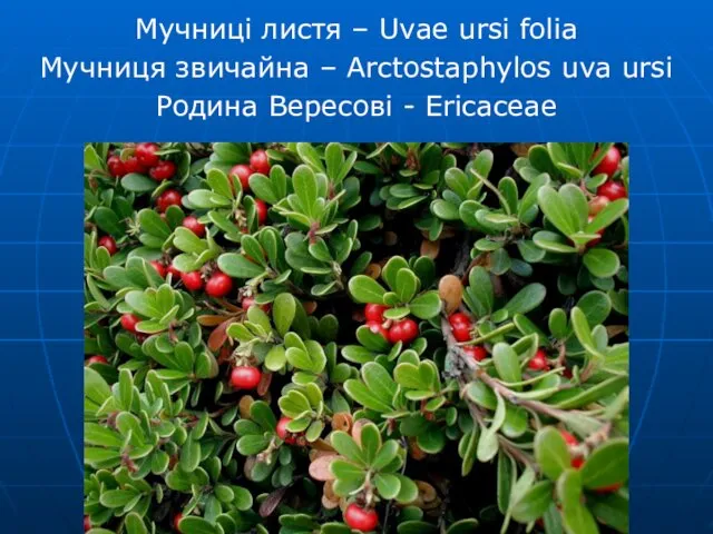 Мучниці листя – Uvae ursi folia Мучниця звичайна – Arctostaphylos uva ursi Родина Вересові - Ericaceae