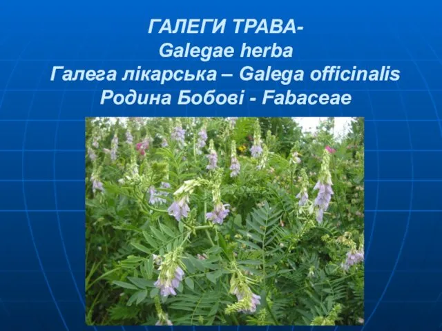 ГАЛЕГИ ТРАВА- Galegae herba Галега лікарська – Galega officinalis Родина Бобові - Fabaceae