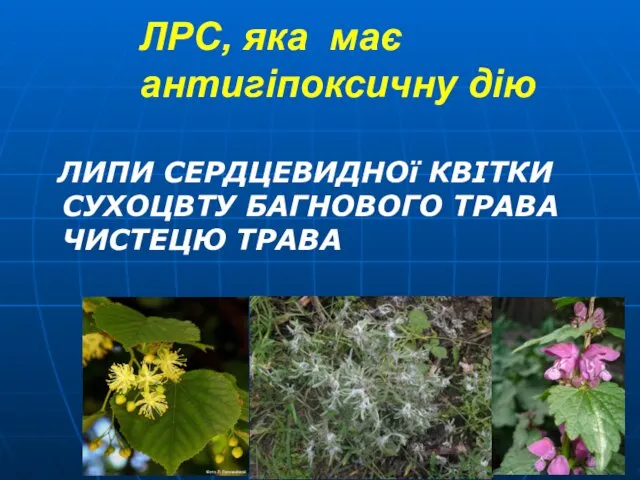 ЛРС, яка має антигіпоксичну дію ЛИПИ СЕРДЦЕВИДНОї КВІТКИ СУХОЦВТУ БАГНОВОГО ТРАВА ЧИСТЕЦЮ ТРАВА