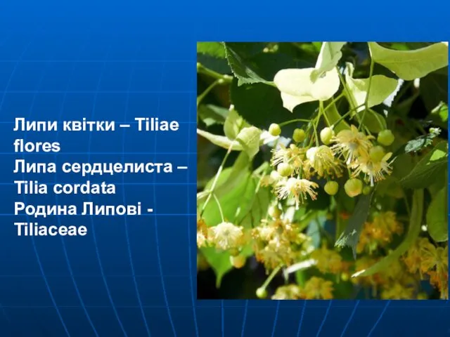 Липи квітки – Tiliae flores Липа сердцелиста – Tilia cordata Родина Липові - Tiliaceae