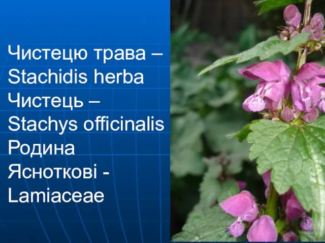 Чистецю трава – Stachidis herba Чистець – Stachys officinalis Родина Ясноткові - Lamiaceae