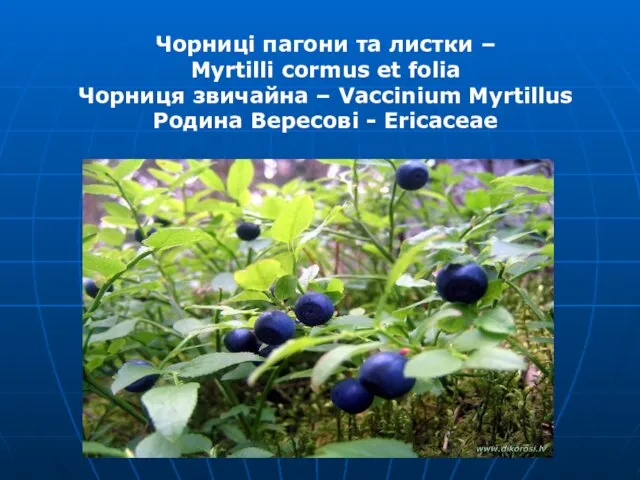 Чорниці пагони та листки – Myrtilli cormus et folia Чорниця звичайна