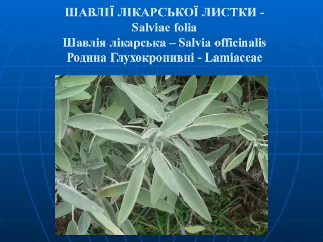 ШАВЛІЇ ЛІКАРСЬКОЇ ЛИСТКИ - Salviae folia Шавлія лікарська – Salvia officinalis Родина Глухокропивні - Lamiaceae