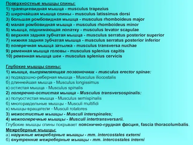 Поверхностные мышцы спины: 1) трапециевидная мышца - musculus trapezius 2) широчайшая