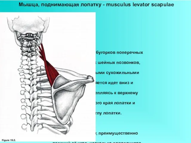 Мышца, поднимающая лопатку - musculus levator scapulae Начинаясь от задних бугорков