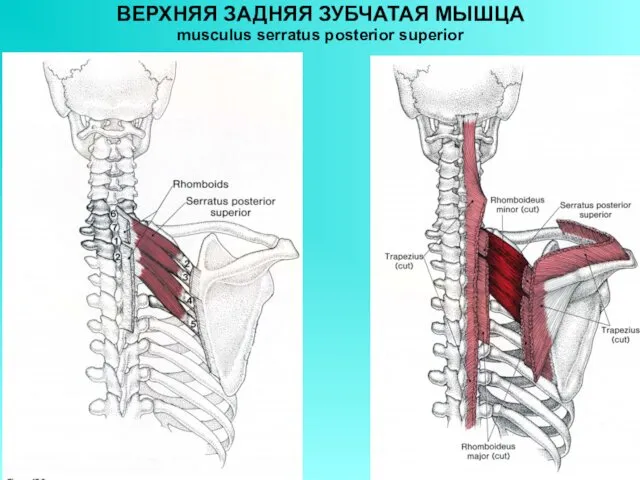 ВЕРХНЯЯ ЗАДНЯЯ ЗУБЧАТАЯ МЫШЦА musculus serratus posterior superior