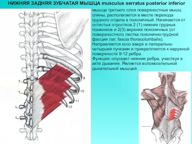 НИЖНЯЯ ЗАДНЯЯ ЗУБЧАТАЯ МЫШЦА musculus serratus posterior inferior мышца третьего слоя
