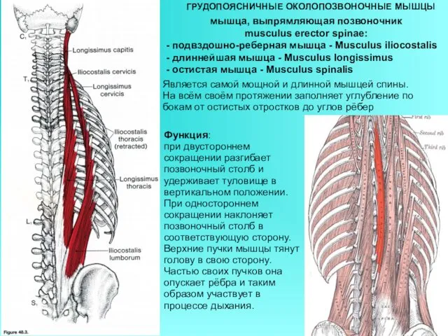 ГРУДОПОЯСНИЧНЫЕ ОКОЛОПОЗВОНОЧНЫЕ МЫШЦЫ мышца, выпрямляющая позвоночник musculus erector spinae: - подвздошно-реберная