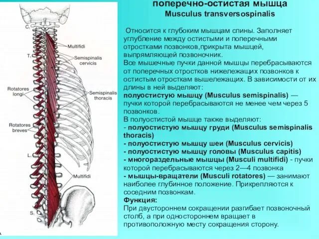 поперечно-остистая мышца Musculus transversospinalis Относится к глубоким мышцам спины. Заполняет углубление