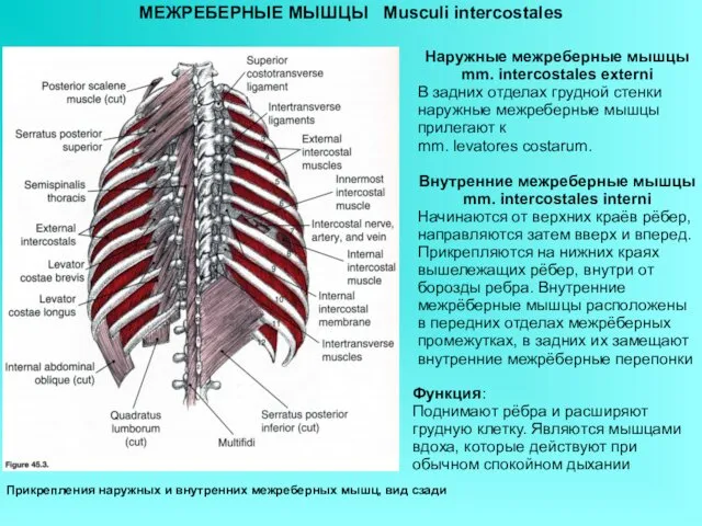 МЕЖРЕБЕРНЫЕ МЫШЦЫ Musculi intercostales Прикрепления наружных и внутренних межреберных мышц, вид