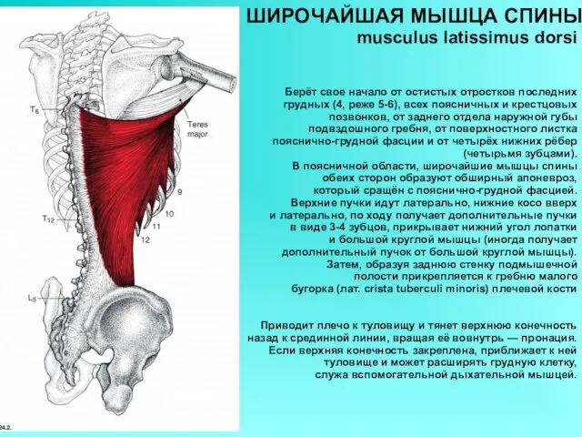 ШИРОЧАЙШАЯ МЫШЦА СПИНЫ musculus latissimus dorsi Берёт свое начало от остистых