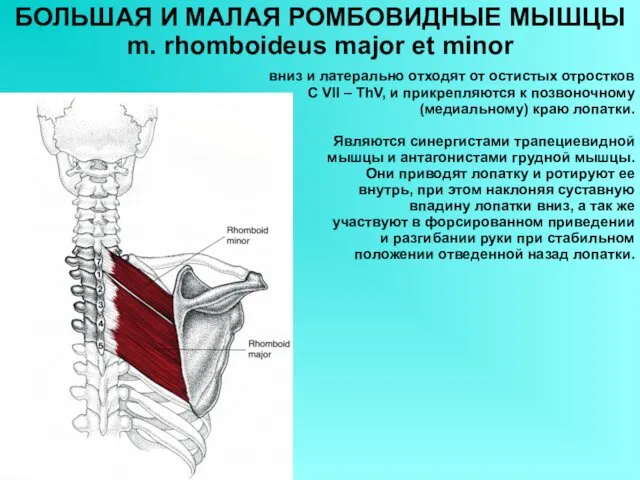 БОЛЬШАЯ И МАЛАЯ РОМБОВИДНЫЕ МЫШЦЫ m. rhomboideus major et minor вниз