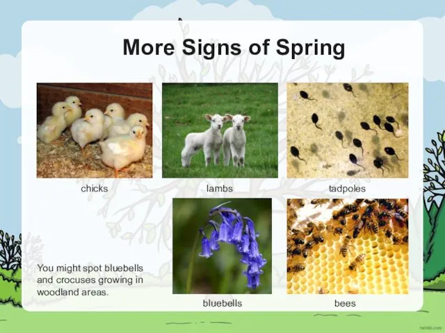 More Signs of Spring chicks lambs tadpoles bluebells bees You might