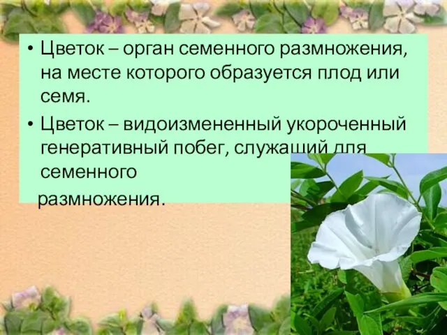 Цветок – орган семенного размножения, на месте которого образуется плод или