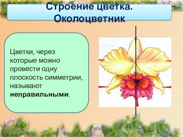 Строение цветка. Околоцветник Цветки, через которые можно провести одну плоскость симметрии, называют неправильными.