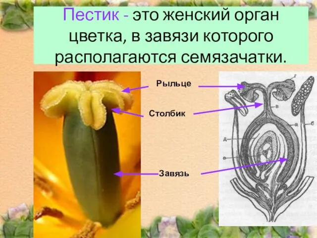 Пестик - это женский орган цветка, в завязи которого располагаются семязачатки. Рыльце Столбик Завязь