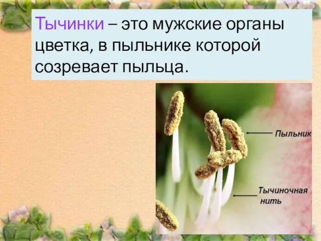 Тычинки – это мужские органы цветка, в пыльнике которой созревает пыльца.