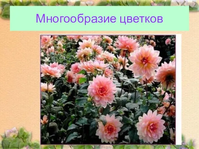 Многообразие цветков