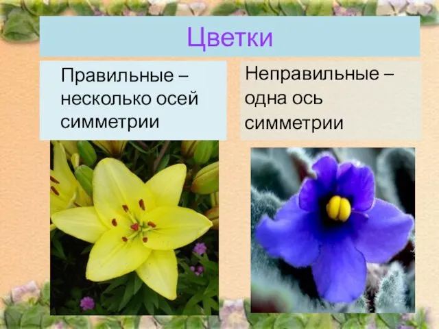 Цветки Правильные –несколько осей симметрии Неправильные – одна ось симметрии