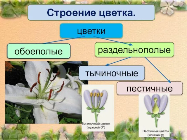 Строение цветка. цветки обоеполые