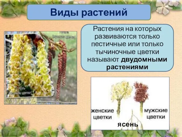 Виды растений Растения на которых развиваются только пестичные или только тычиночные цветки называют двудомными растениями