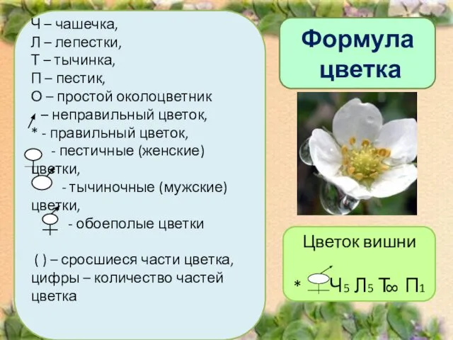 Формула цветка