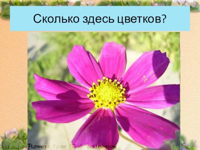 Сколько здесь цветков?