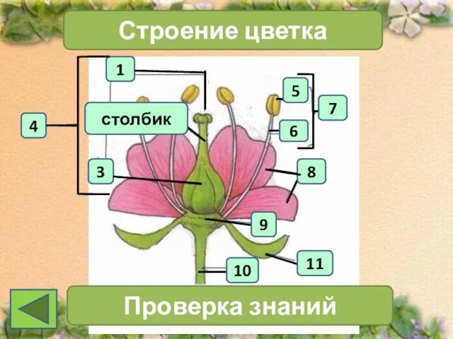 1 4 3 Строение цветка 7 Проверка знаний 11 10 6 5 8 9 столбик